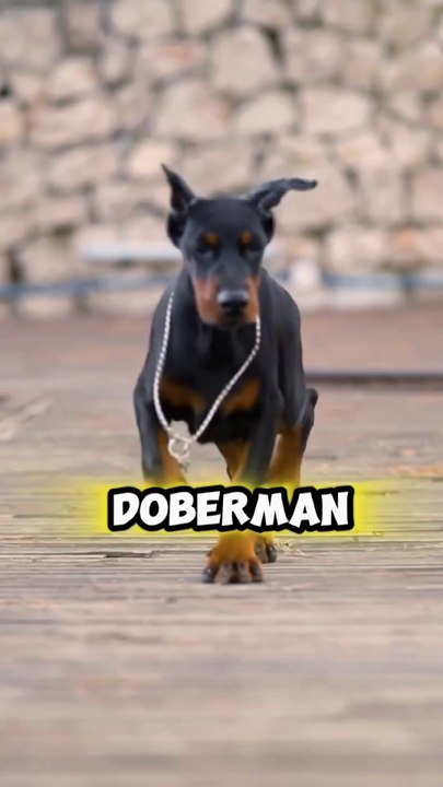 Only dog wonder understand about doberman breeds dogs