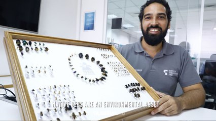 Native Bees are an environmental asset