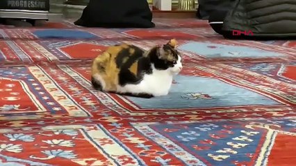 İstanbul - Regaip Kandili Sultanahmet ve Eyüpsultan'da dualarla kutlandı