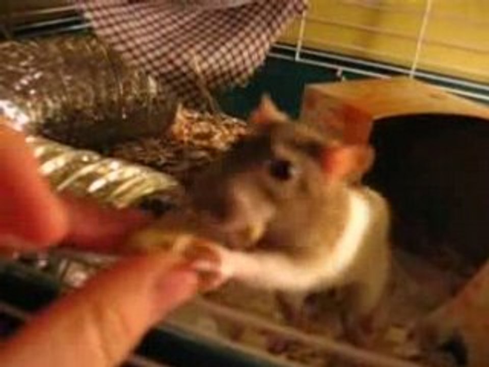 Pet rats ! grosse faim