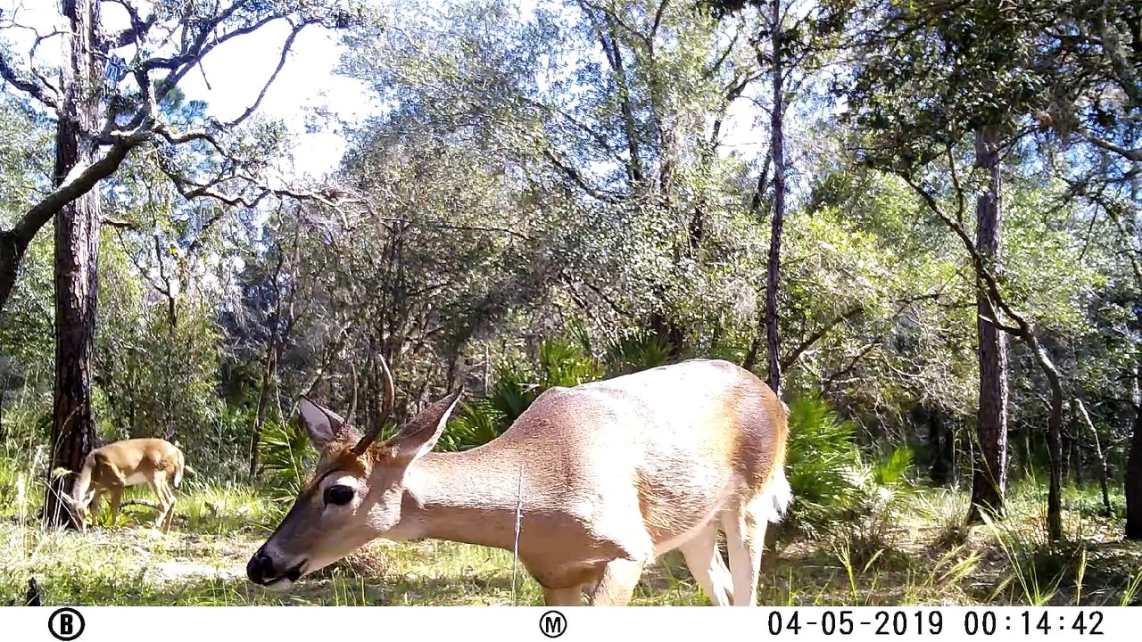 Crooked Lake Deer