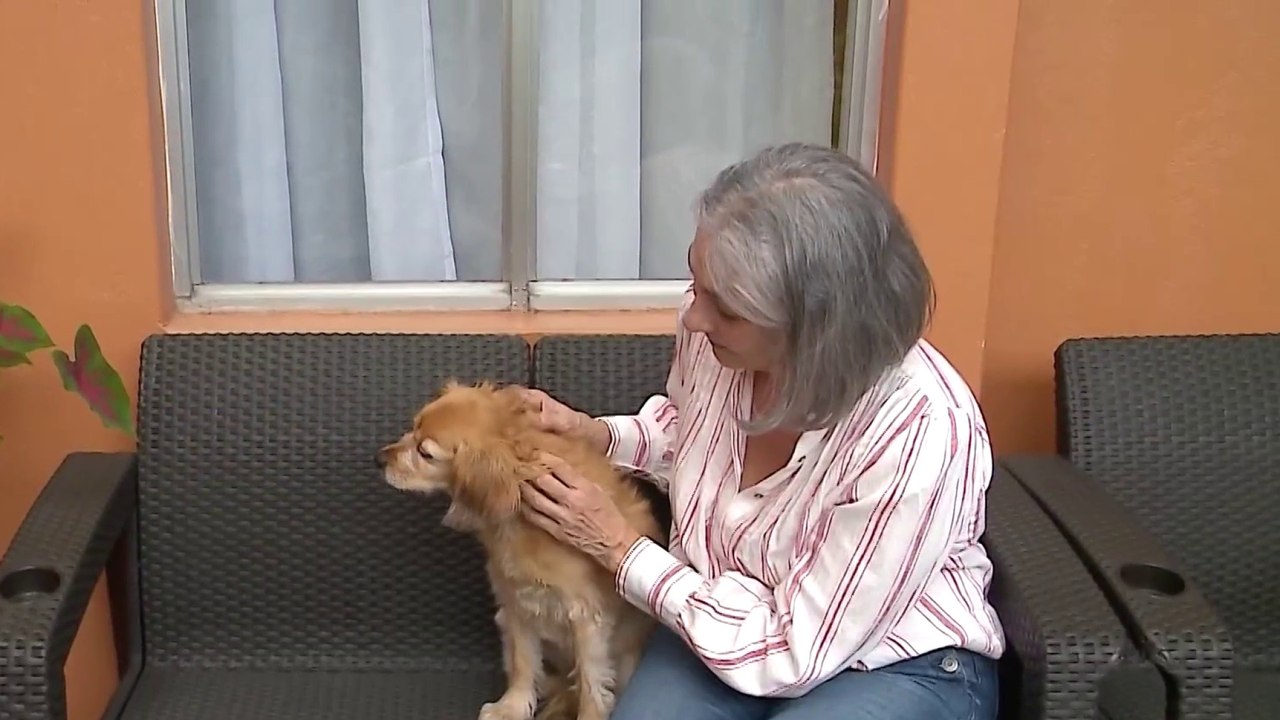 c7-cuan-caro-es-tener-un-perro-en-costa-rica-020125
