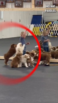 Ces Bergers Australiens remplissent d’affection ce petit garçon