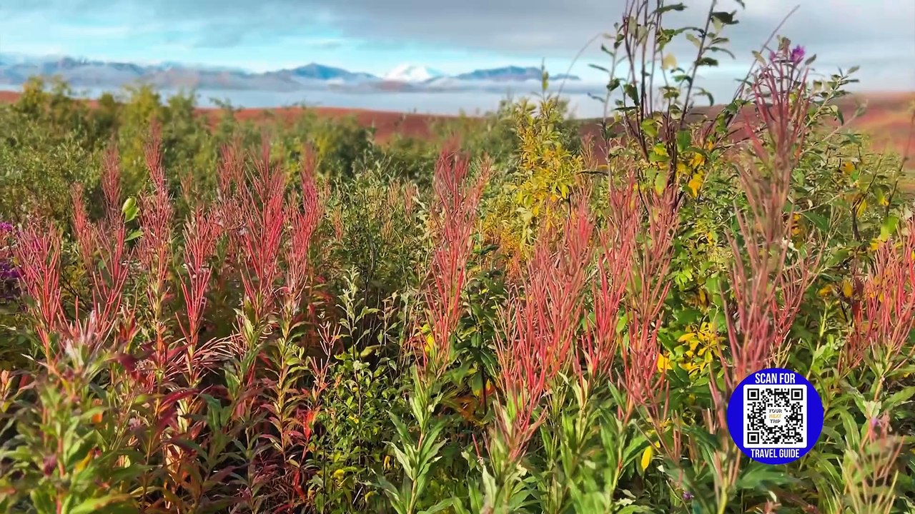 Alaska’s Wild Wonders