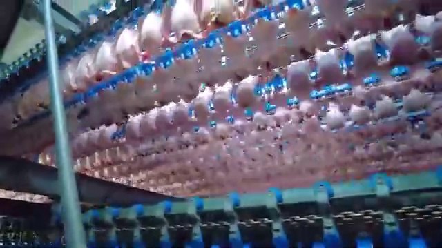 How KFC’s Iconic Fried Chicken is Made in Modern Factory | Crispy Fried Chicken Factory Process