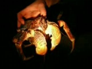 Philippe Cousteau holds Coconut Crab