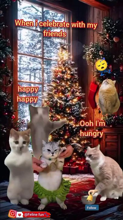 Funny cat videos 😂 happy new year 2025