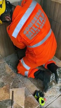 Bombeiros resgatam filhotes que caíram em tubulação após se assustarem com a queima de fogos no Réveillon