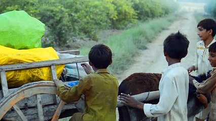 Teach Children NOT to let them work in FIELDS | Village Life | Phulpota | Sindh | max RECORDS