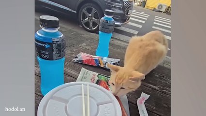 Reason why being owned by a cat is not easy 😹 Ultra FUNNY CAT videos of 2024