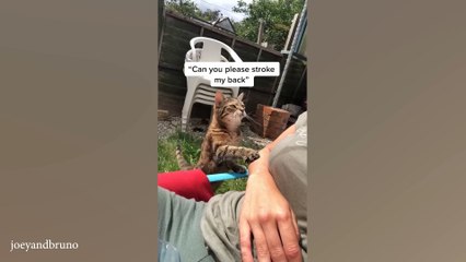 When you're living with an extrovert cat 😺 Funny Cat videos