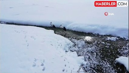 Özalp'te Dondurucu Soğuklara Direnen Leylekler