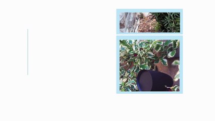 Outdoor Audio Installation