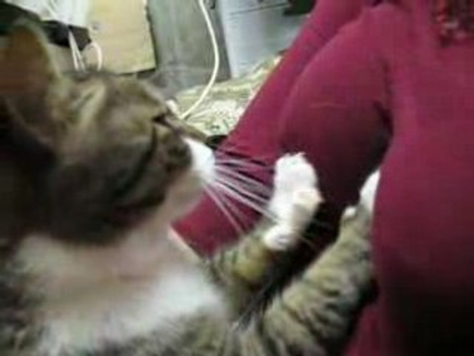 Chat peloteur