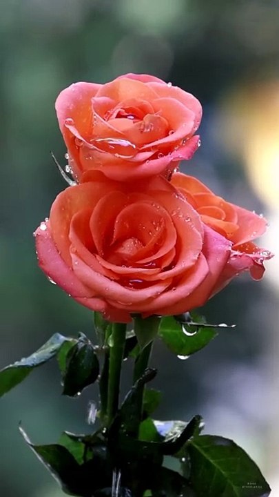 Rose Flower