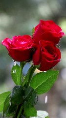 Red Rose Flower