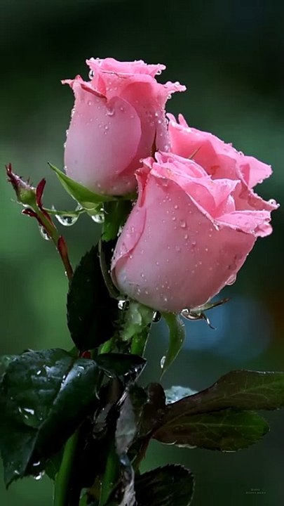 Red Rose Flower