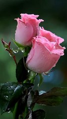 Red Rose Flower