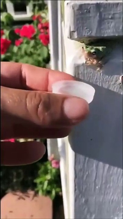 Cette petite grenouille voulait prendre son bain