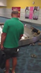 Una invasión de cangrejos en las cintas de equipaje desata el caos en este aeropuerto