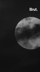 The story of the Tsavo man-eating lions