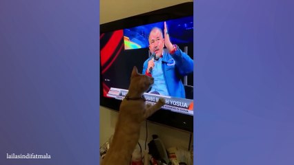 The most DRAMATIC CAT videos of 2024 😂 Funny Cat Videos