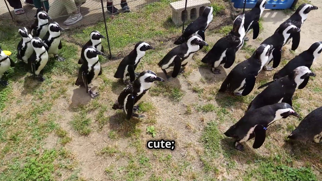 Why Do Penguins Waddle ? It's All Science & Cute Too !