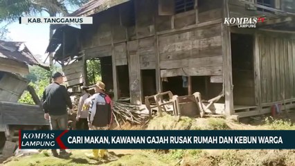 Terekam Kamera, Kawanan Gajah Rusak Rumah dan Kebun Warga