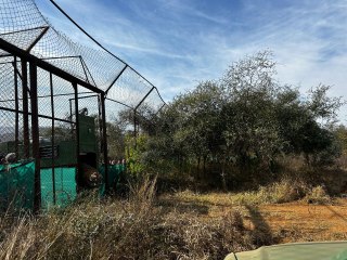 Alwar News: टाइगर ST-2402 को सरिस्का के जंगल में छोड़ा, देखें ये वीडियो