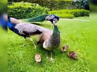 اللہ تعالٰی کا ارشاد مبارک قرآن مجید میں