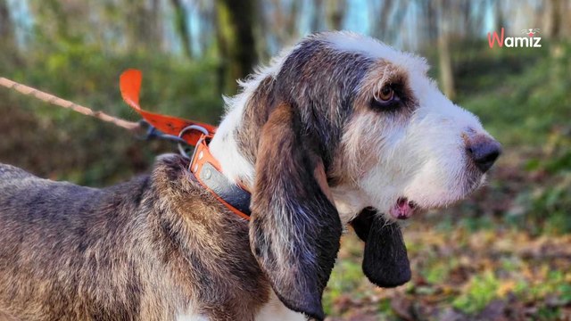 Une vie remplie d'abandons... Ce jeune chien trouvera-t-il enfin une maison où poser définitivement ses pattes ?