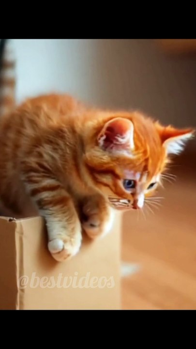AI generated cats