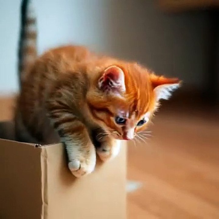 Observing cat