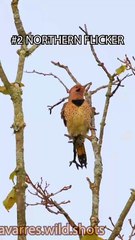 Birds and animal sounds