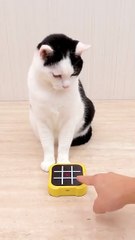 Cat/ tic tac toe