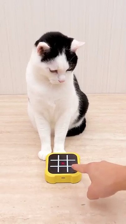 Cat/ tic tac toe
