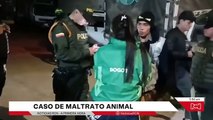 Rescataron a Thor, perro que era violentamente maltratado por un habitante de calle en Bogotá