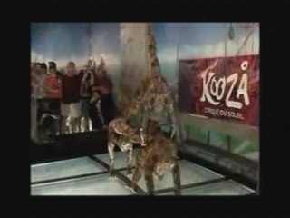 Guinness World Record™ for the Highest Circus Act
