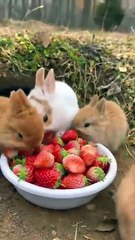 😍Group of bunnies eating strawberries  👌country side