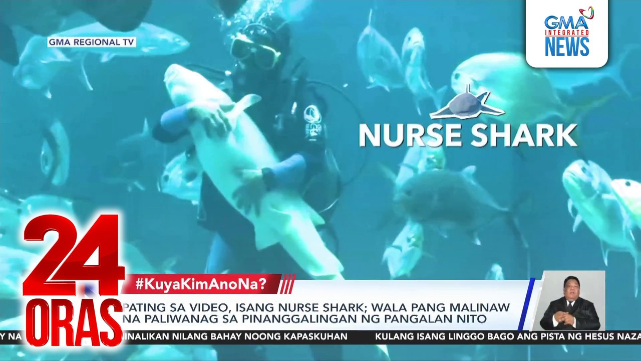 Pating sa Cebu Ocean Park na napakalambing, pinusuan online | 24 Oras ...