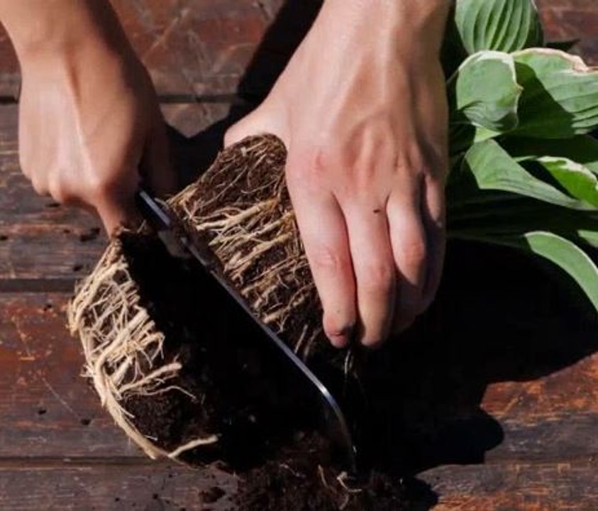 Gardening through the year! Random hacks to keep your plants thriving!
