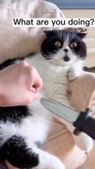 🌍✨ Welcome to CatsOfTheWorld, where we celebrate our feline friends from e