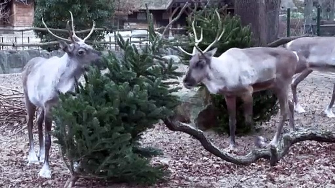 Berliner Zootiere lassen sich Weihnachtsbäume schmecken