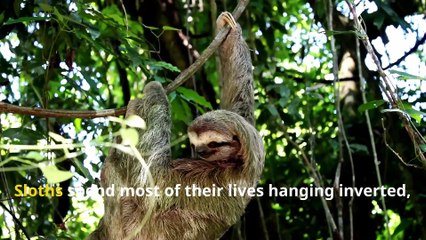 Incredible Sloth Facts, Why These Slow Movers Are So Fascinating!
