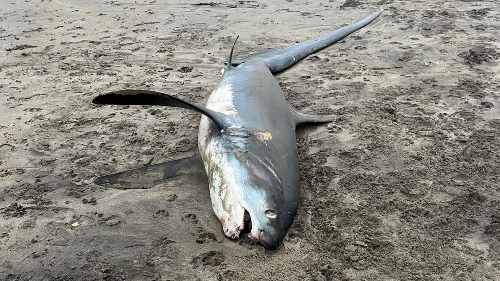 ⁣2.5m endangered shark spotted on British beach