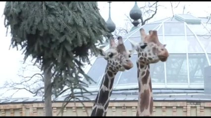 Alberi di Natale per gli animali dello Zoo di Berlino