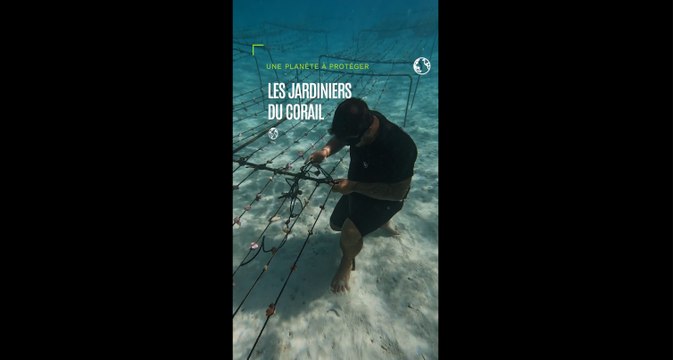 En Polynésie française, des jardiniers des mers tentent de redonner des couleurs aux récifs coralliens