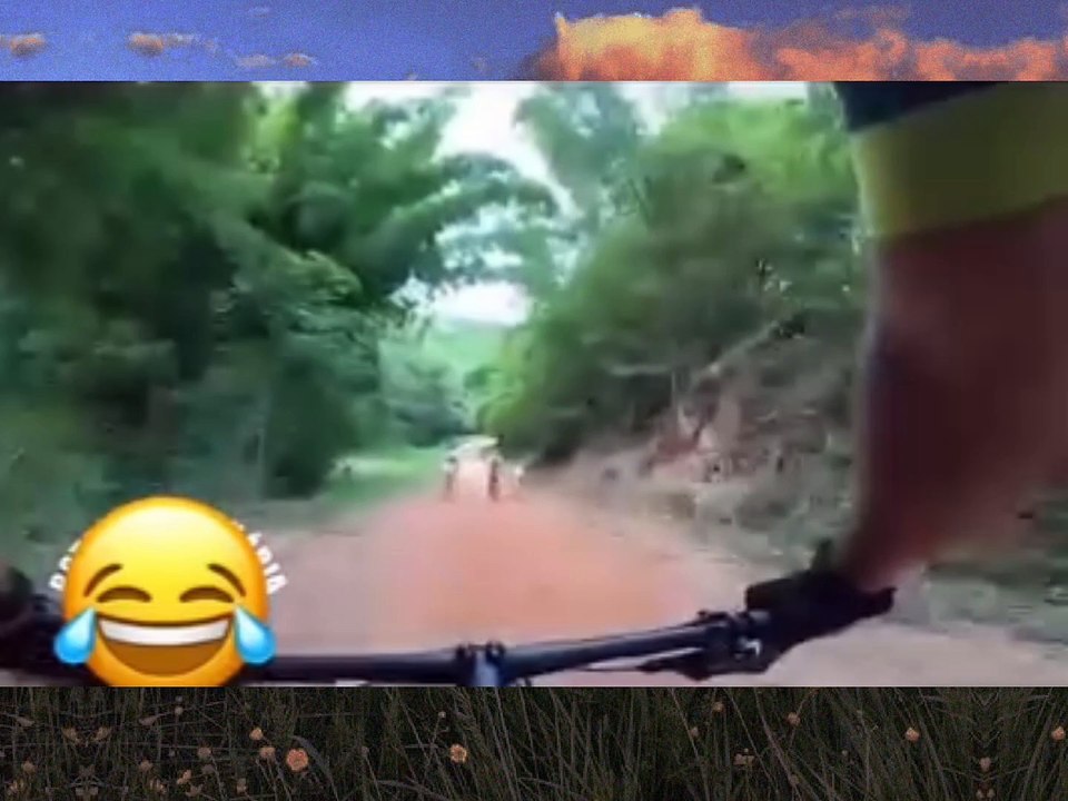 incident of a cyclist being gored by a cow