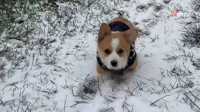 Corgi puppy's first encounter with snow is melting everyone's heart