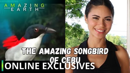 Amazing Earth: The amazing songbird of Cebu, the Cebu Flowerpecker! (Online Exclusives)